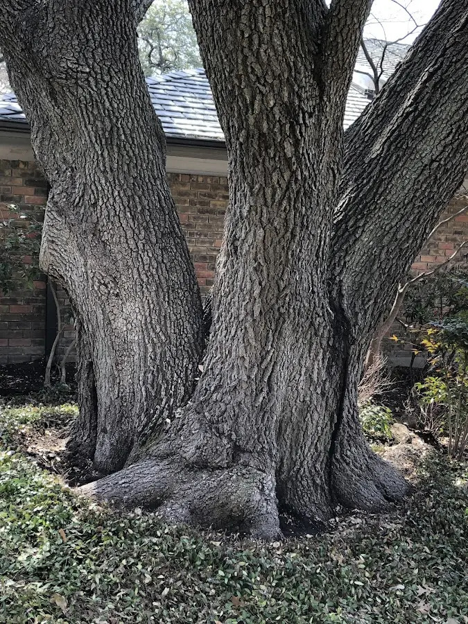 Mature heritage tree close to a Oak Harbor property cared for by certified arborists